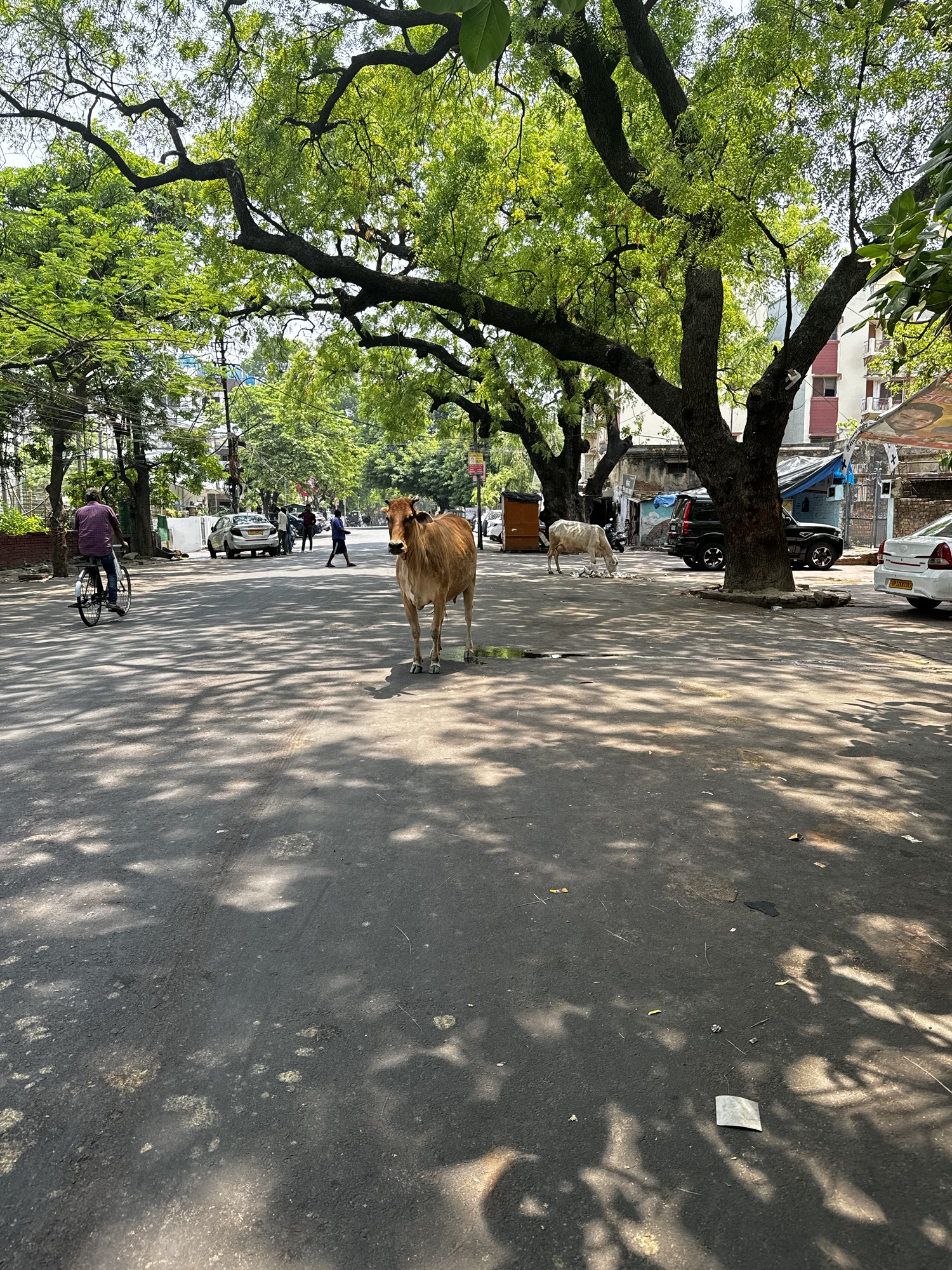 Lakhnau: Die Stadt des Nawabi-Erbes und der Verlockenden Aromen